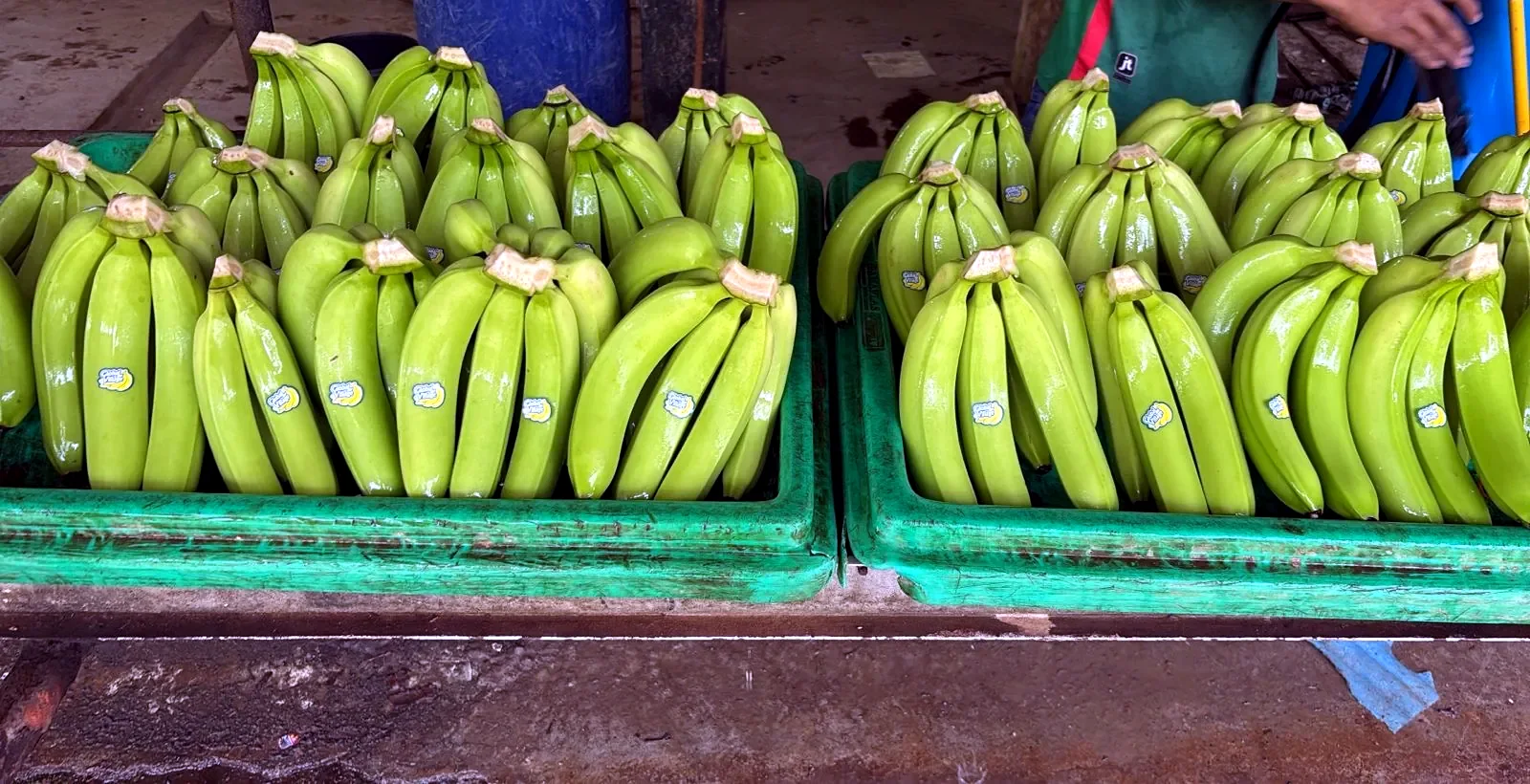 Clusters de banano seleccionados