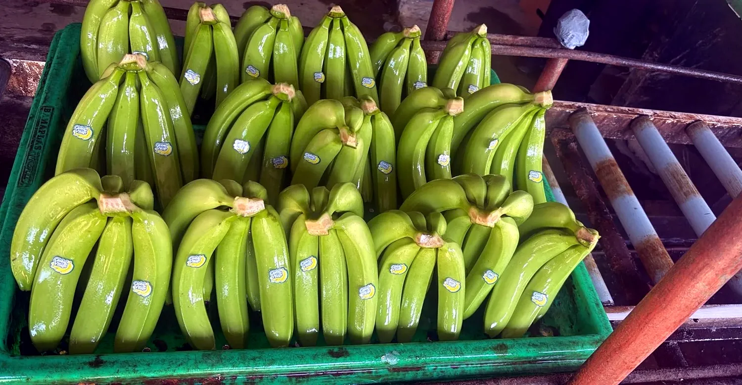Banano Cavendish ecuatoriano