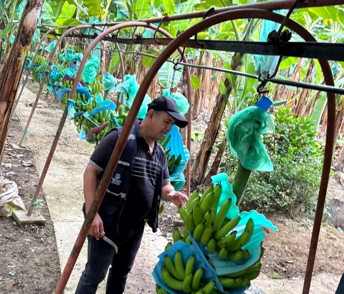 Inspección de banano en finca ecuatoriana