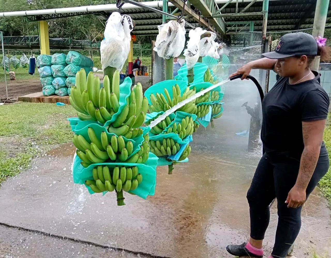 Lavado de banano en finca