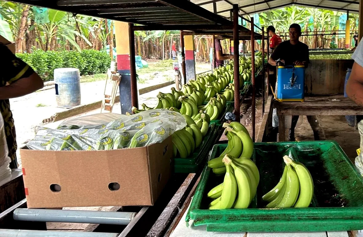 Empaque de banano